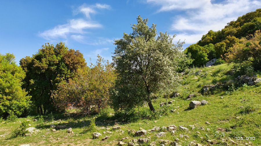 בדרך העולה מחרבת חממה להר מירון